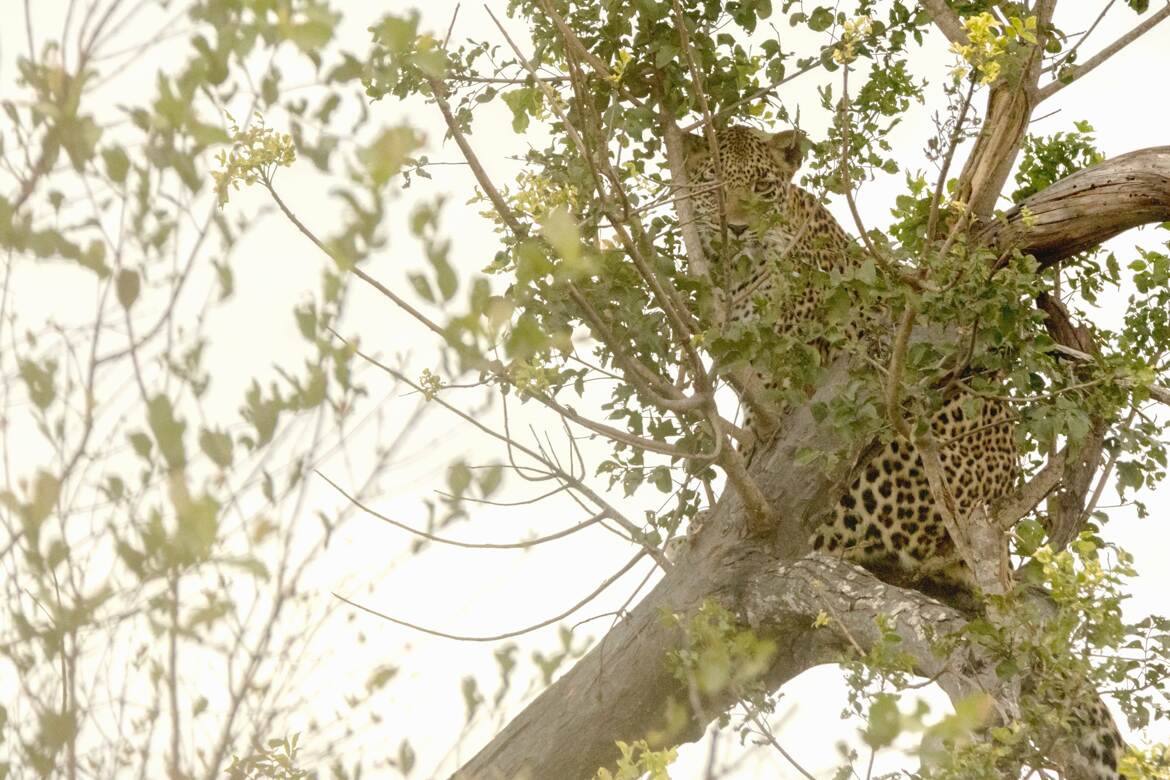 Kruger: Le Léopard 2
