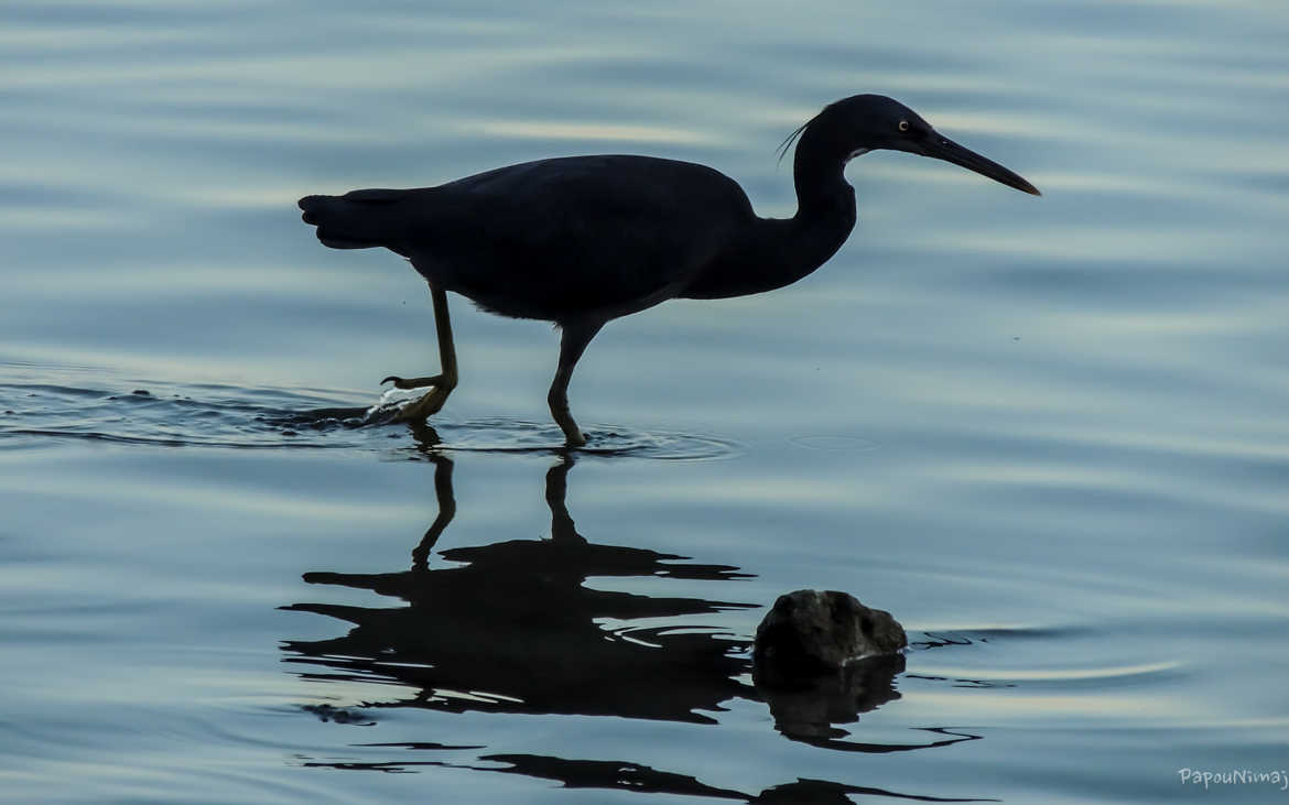 Aigrette sacrée