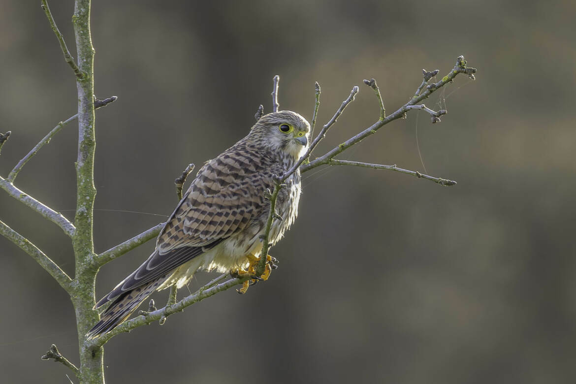 Le Faucon crécerelle