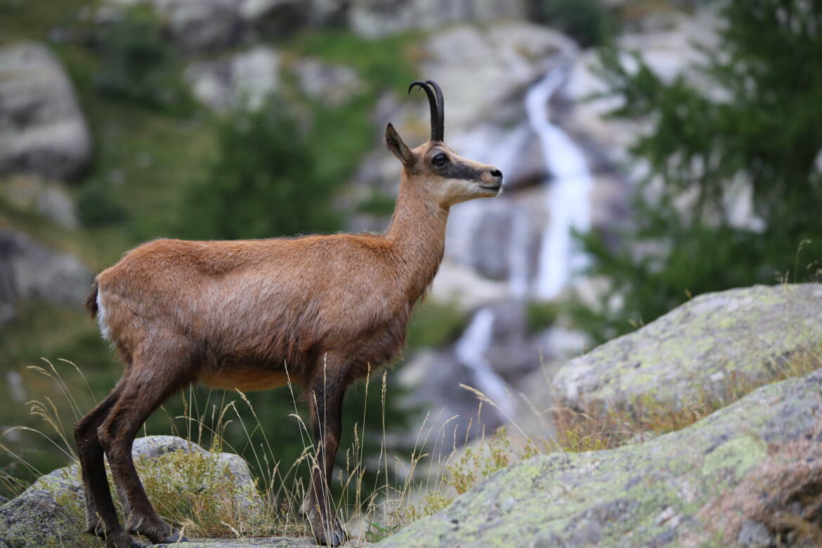 Ce sont des funambules.