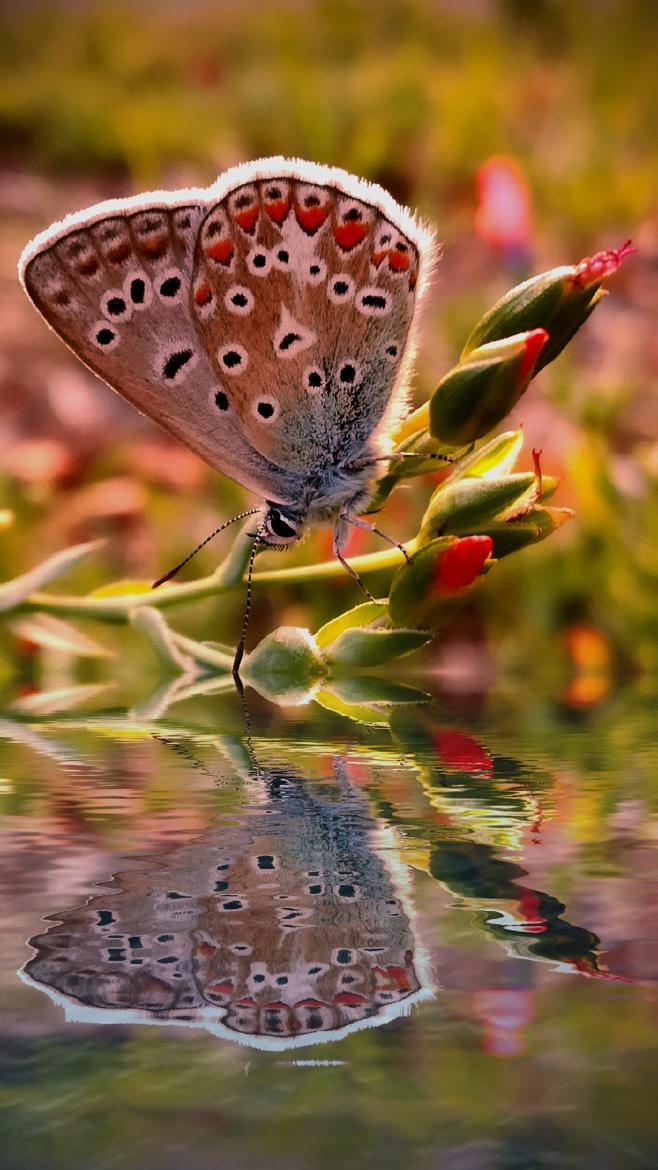 Papillon sur plan d'eau