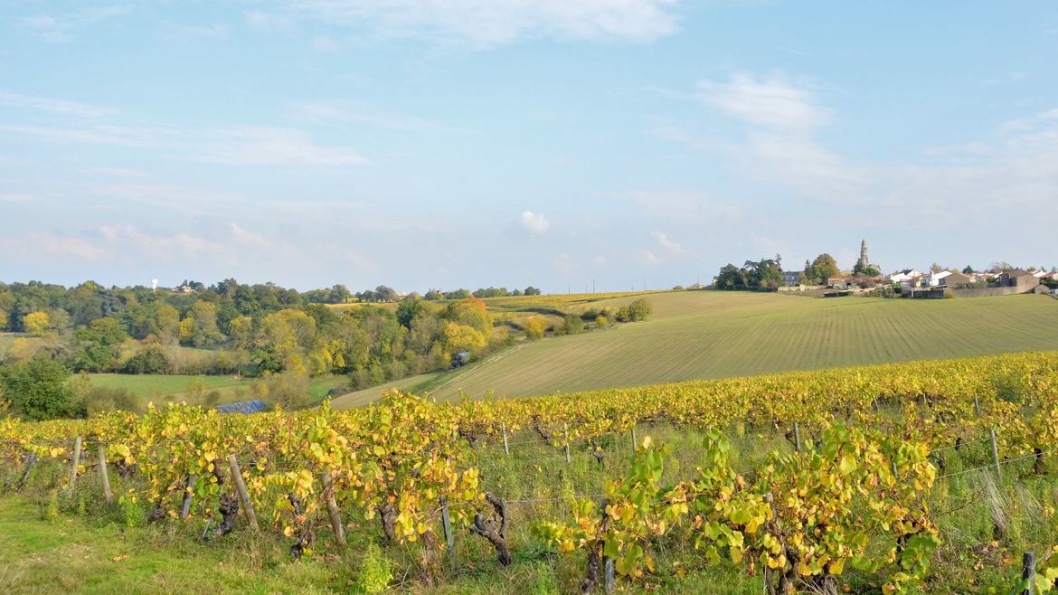 L'Automne s'installe dans le vignoble