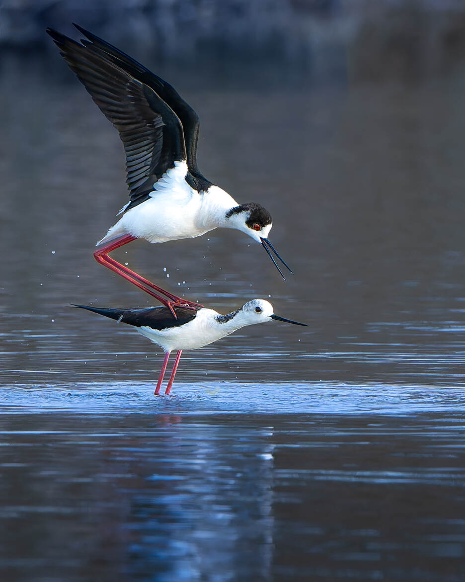 La grâce du printemps