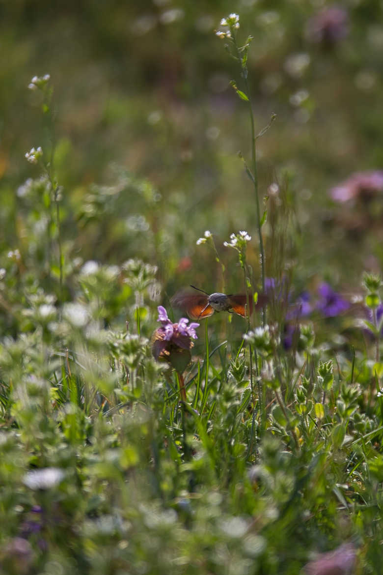 Colibri