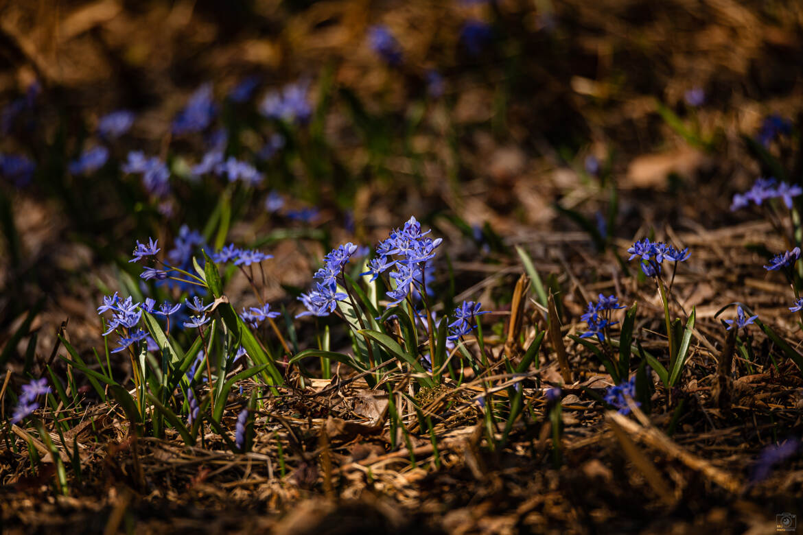Petites fleurs bleues