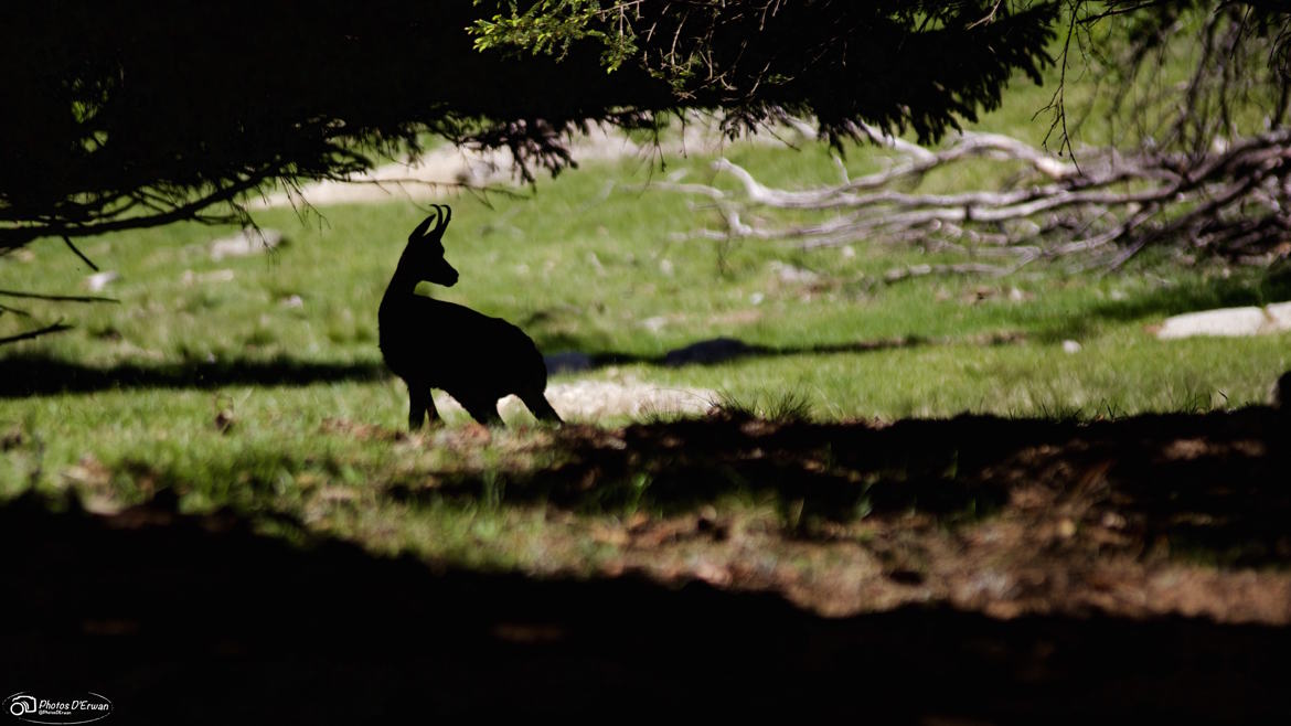 ombre de chamois