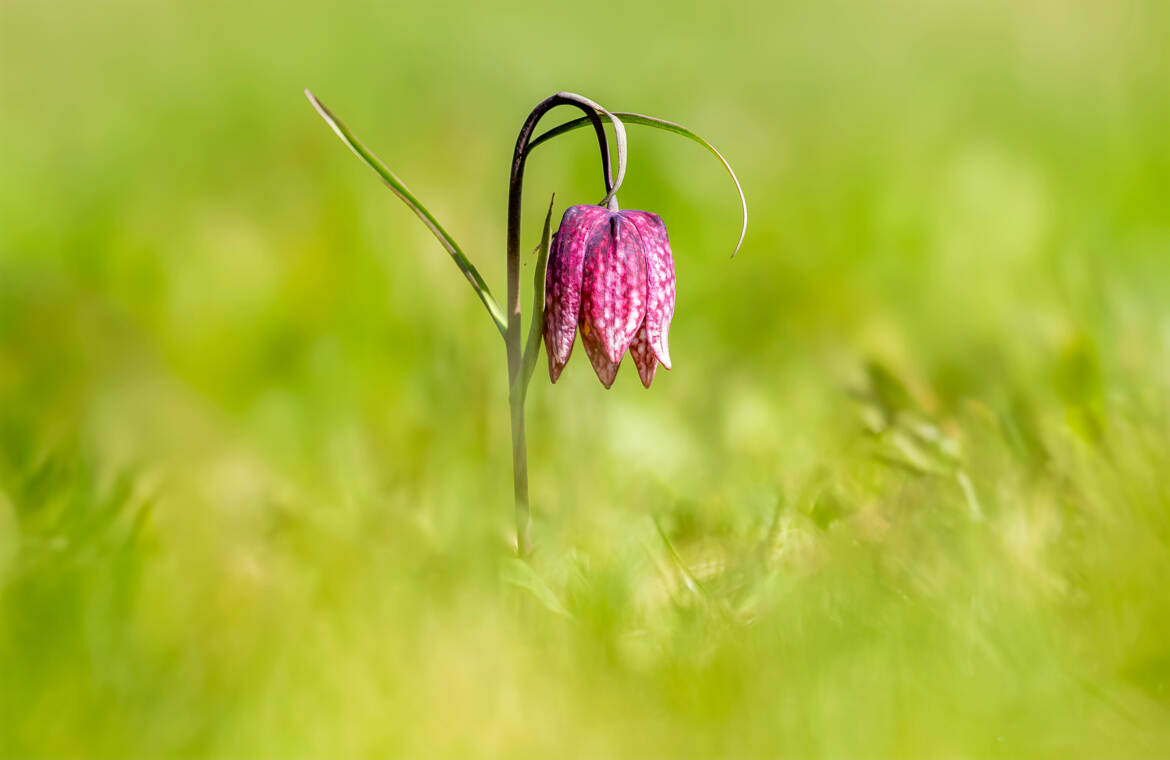 Fritillaire pintade