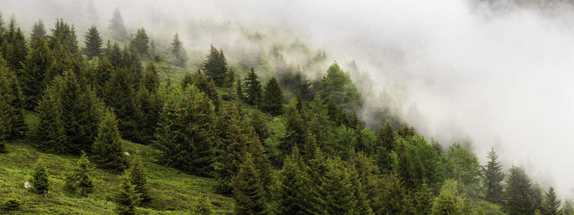 La Brume aux Planards