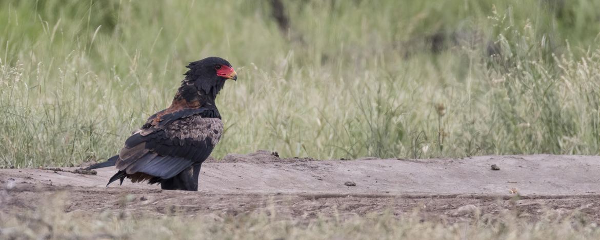 Aigle bateleur des savanes