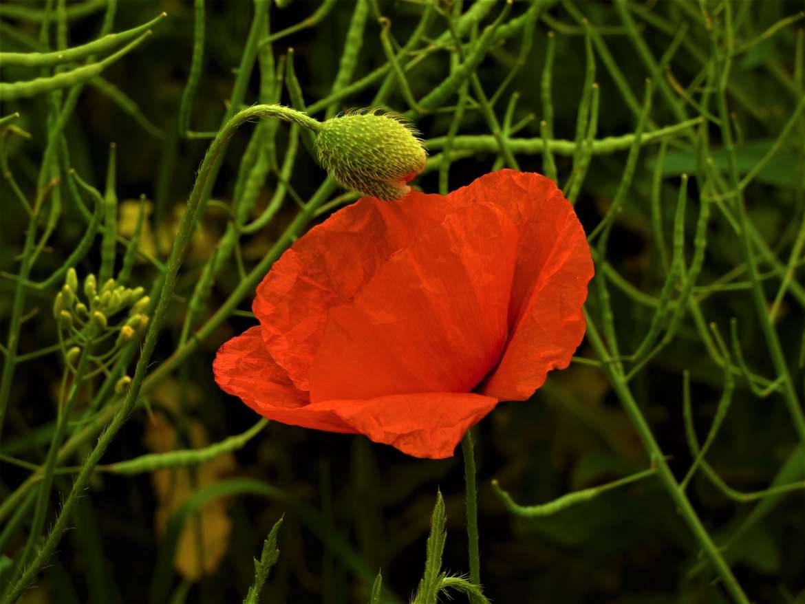 Coquelicot de Mai