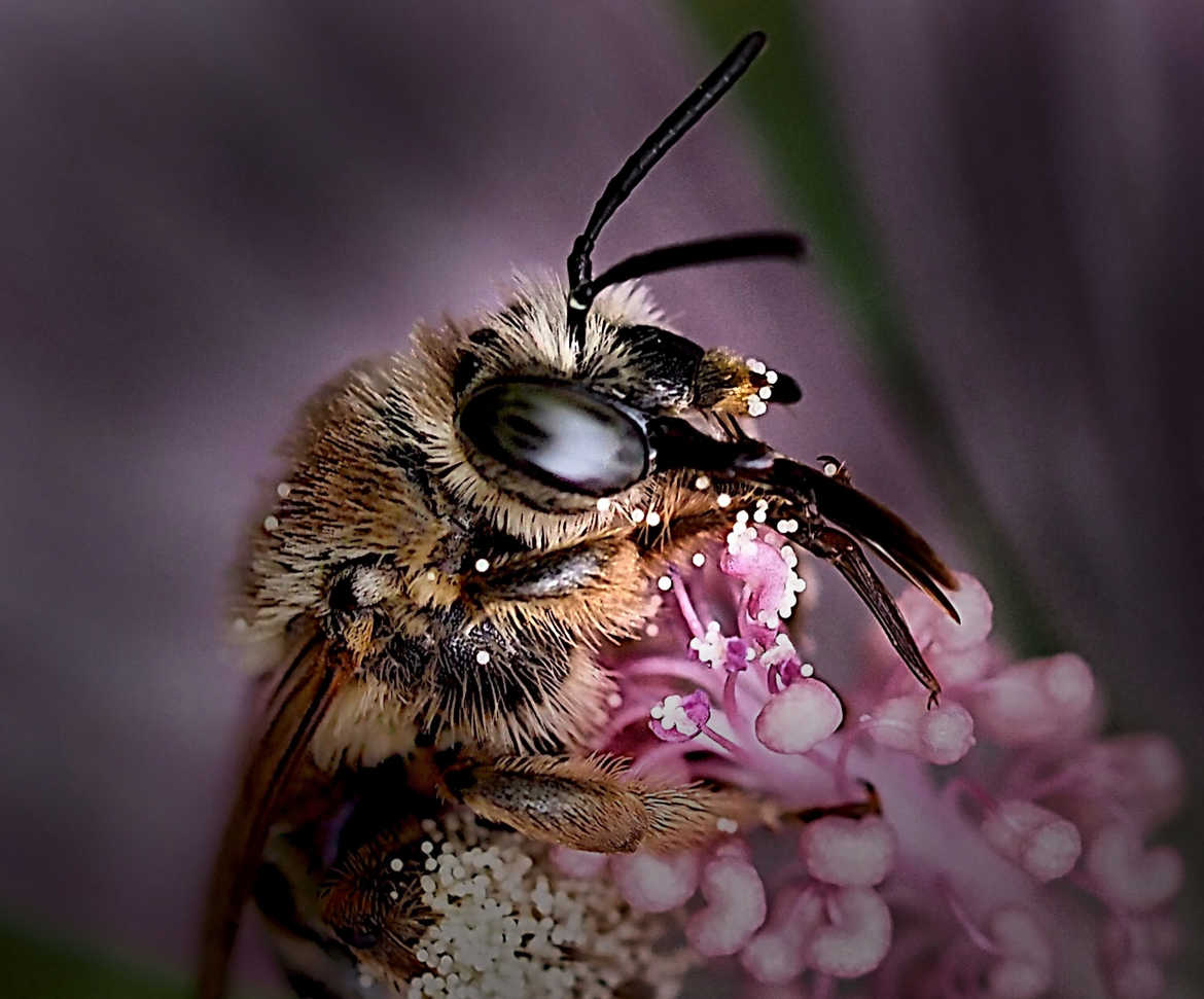 Portrait d'une petite abeille
