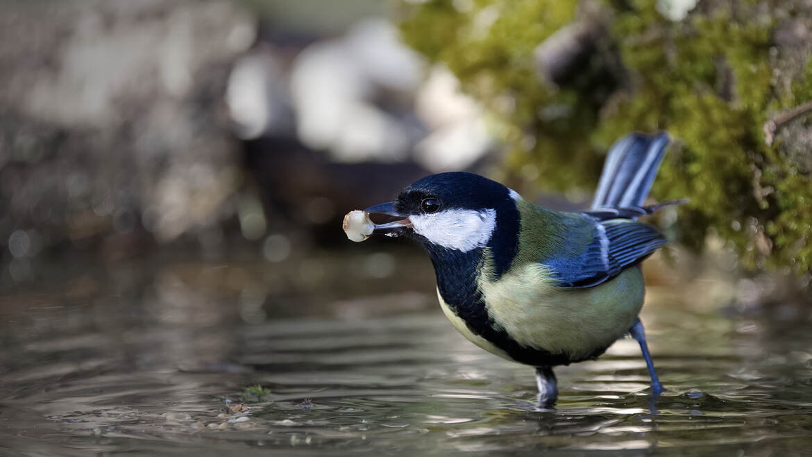 Pour une noix du périgord...
