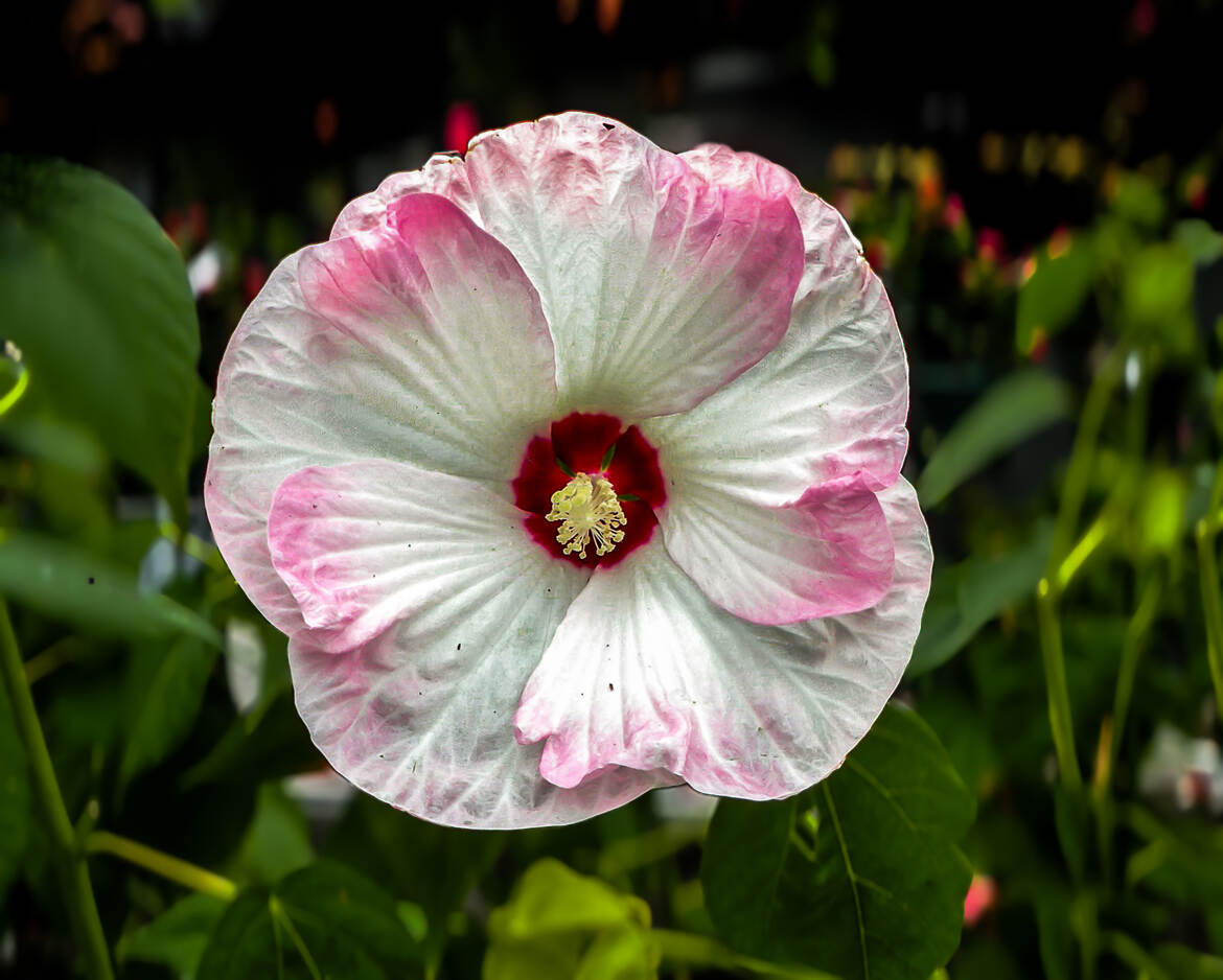 Fleur gracieuse