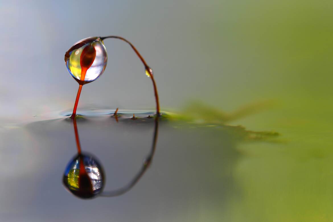 miroir miroir, qui est la plus belle