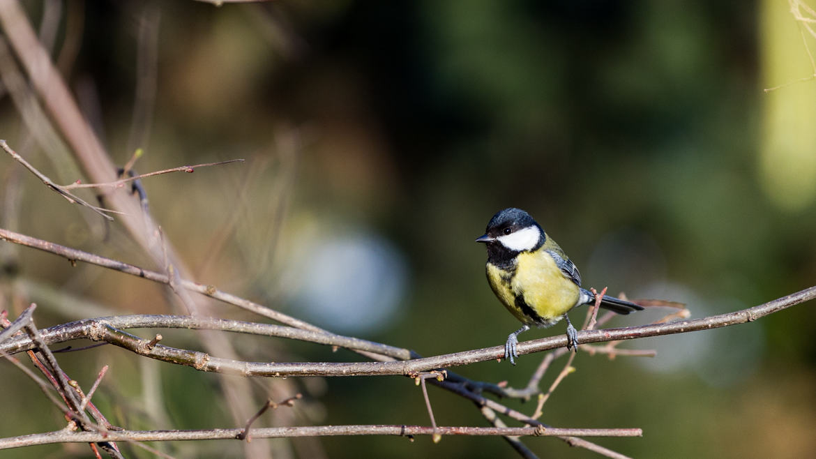 Mésange charbonnière