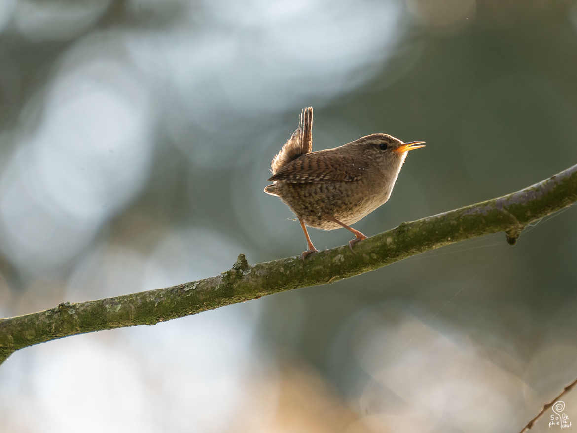 Troglodyte mignon