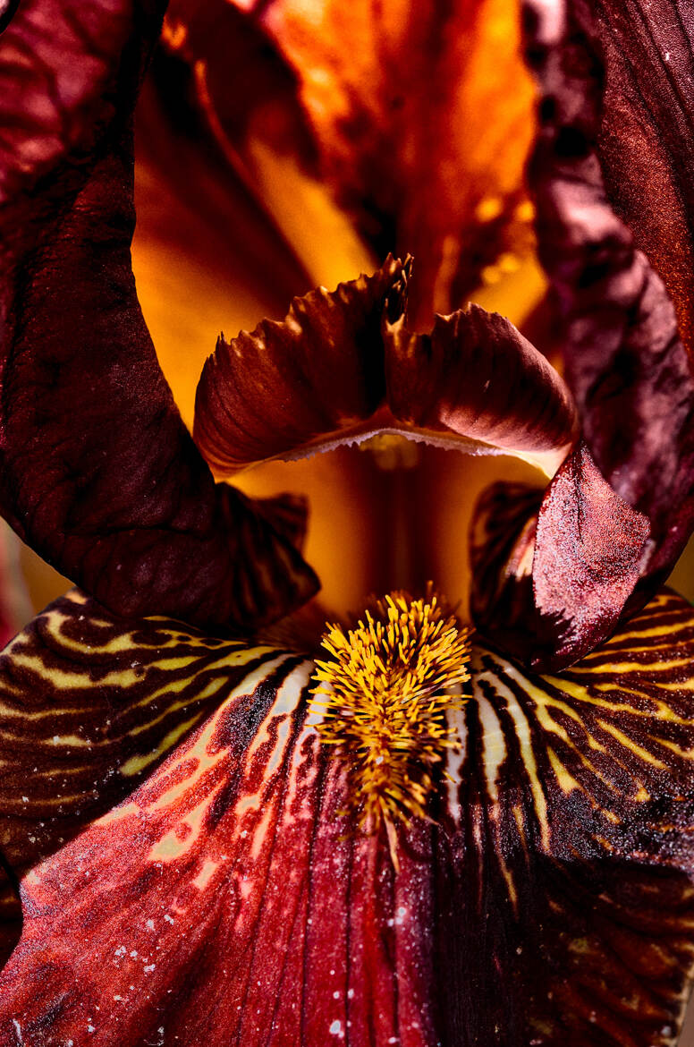 Microcosmos