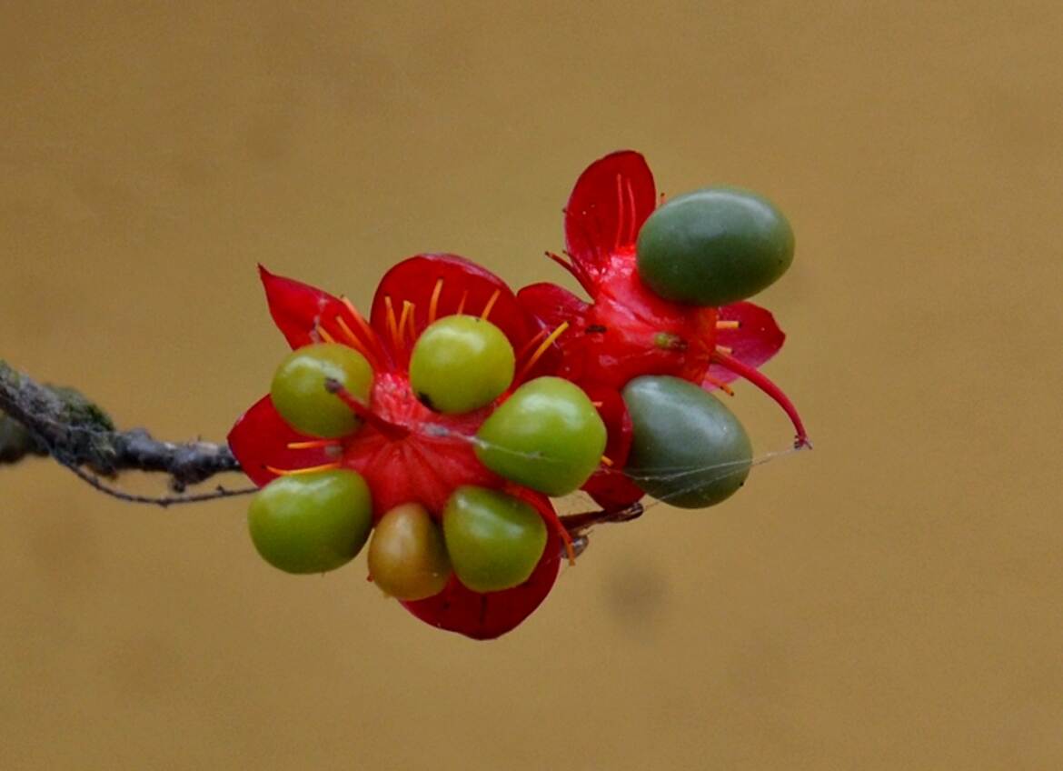 Ochna Serrulata