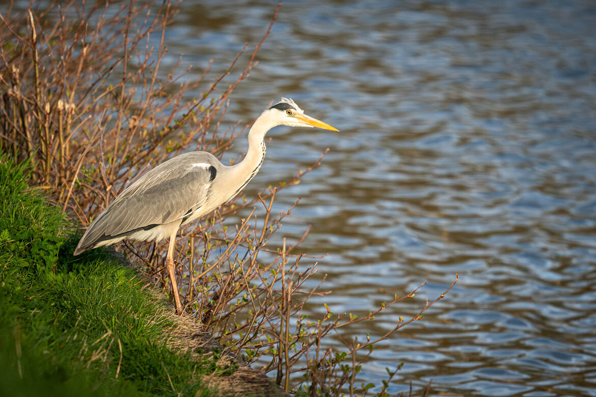 Bain de soleil du soir