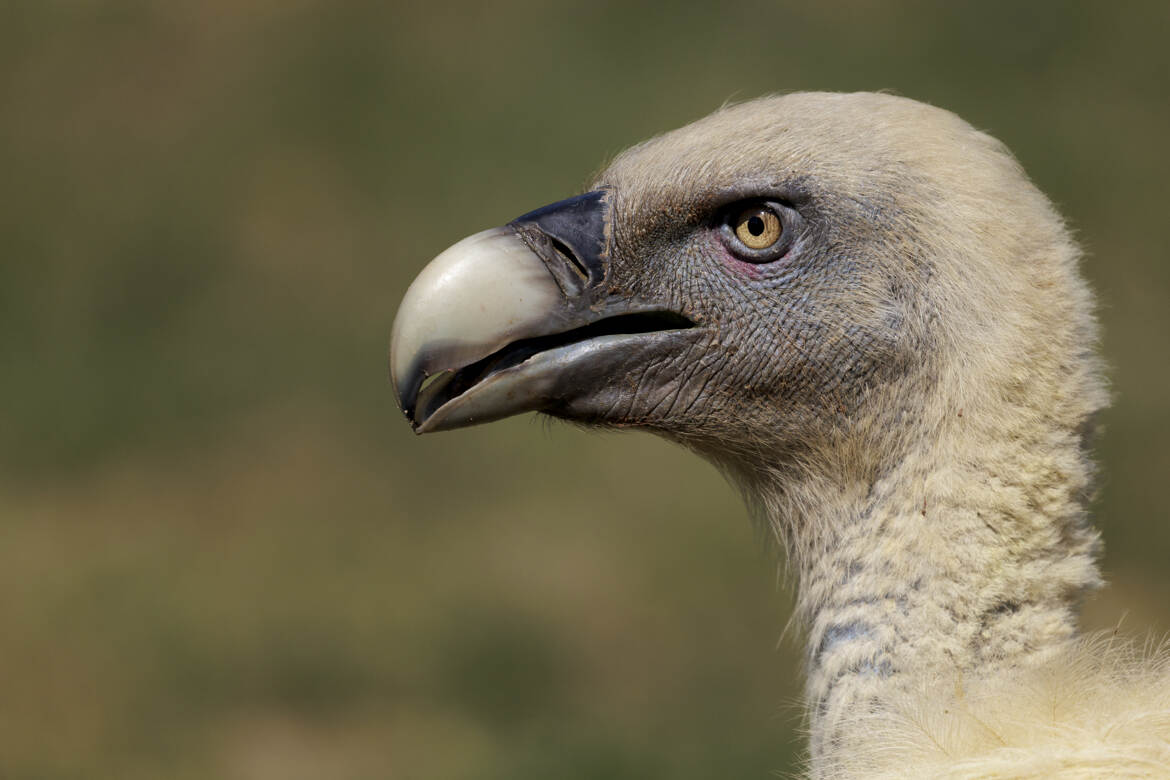 Mon plus beau profil