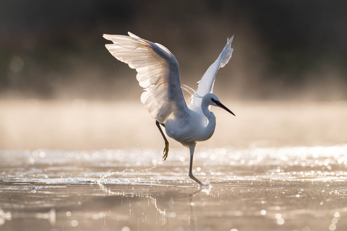 Quelques pas de dance...