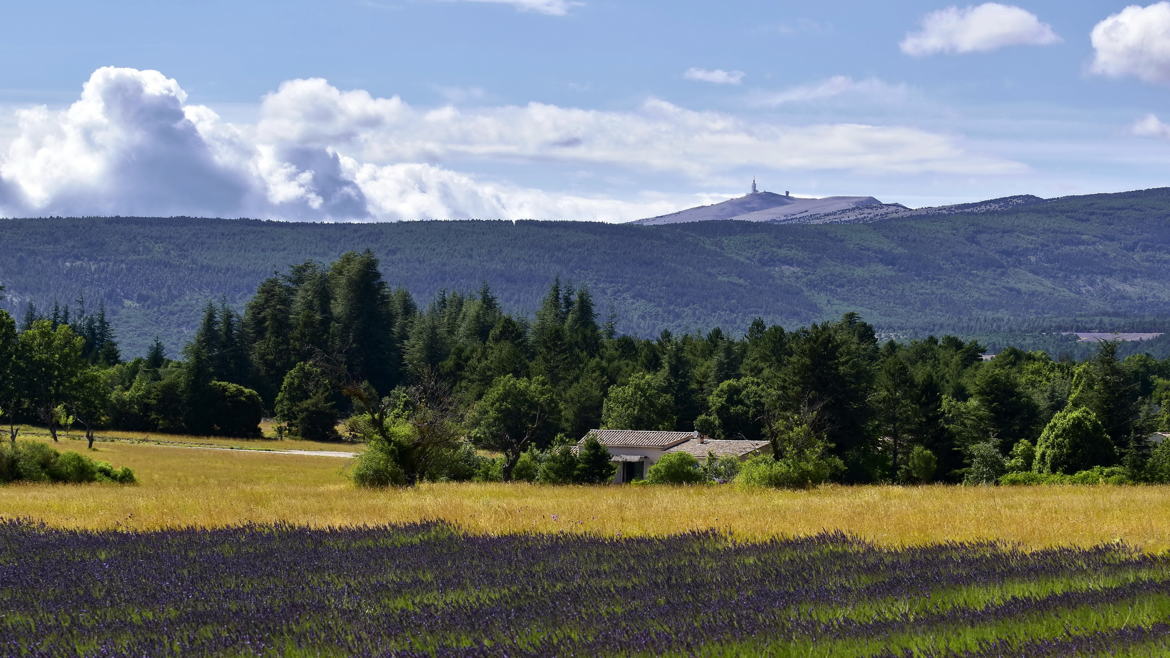 Lavande et Ventoux