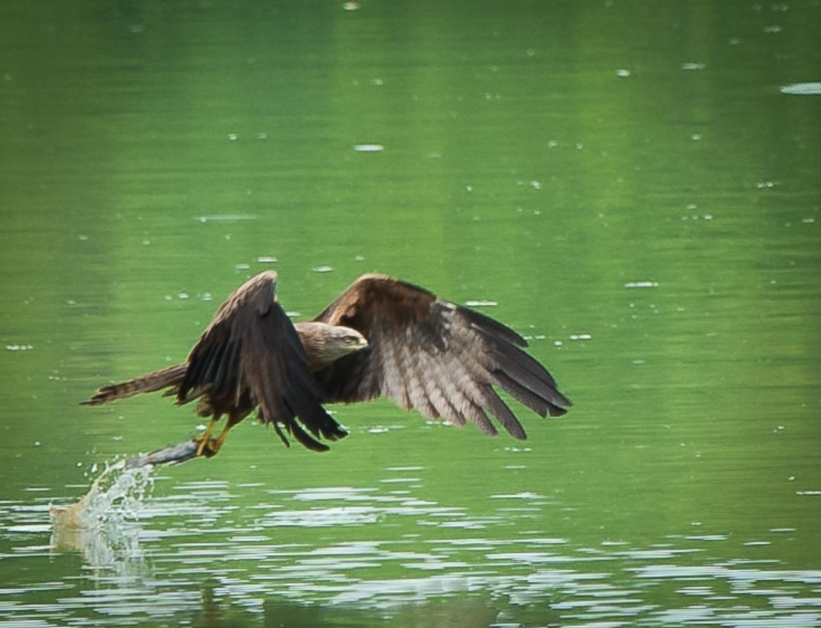 Balbuzard pêcheur en action