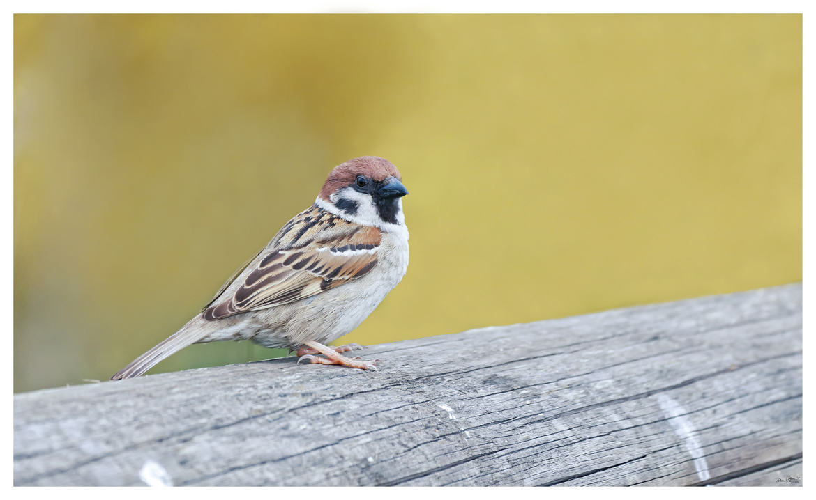 Moineau friquet