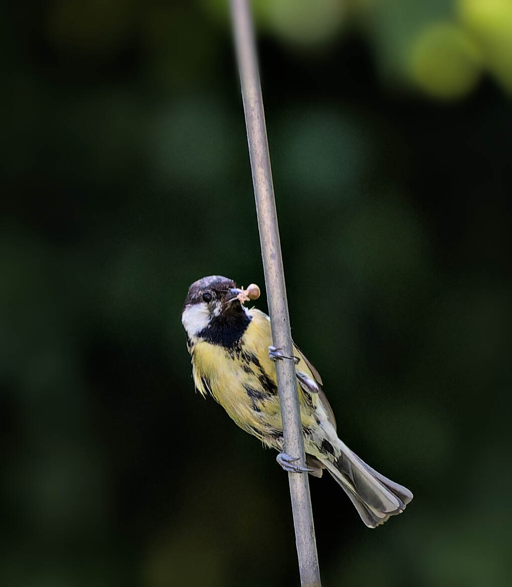 Retour de chasse (8)