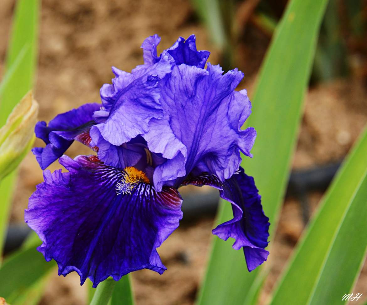 Beauté bleue