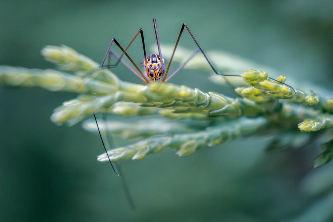 Casting pour Harry Potter