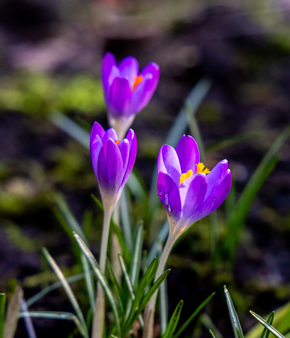 Eclosion printanière