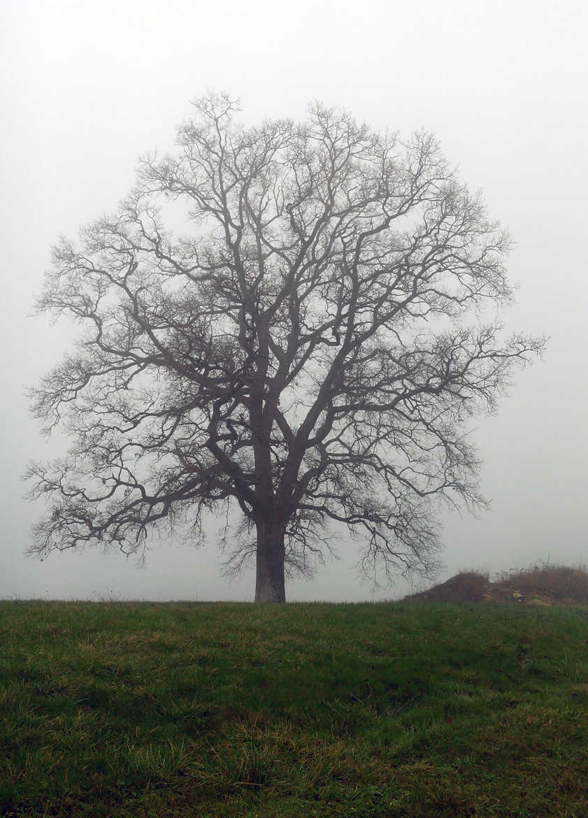 le chêne dans la brume