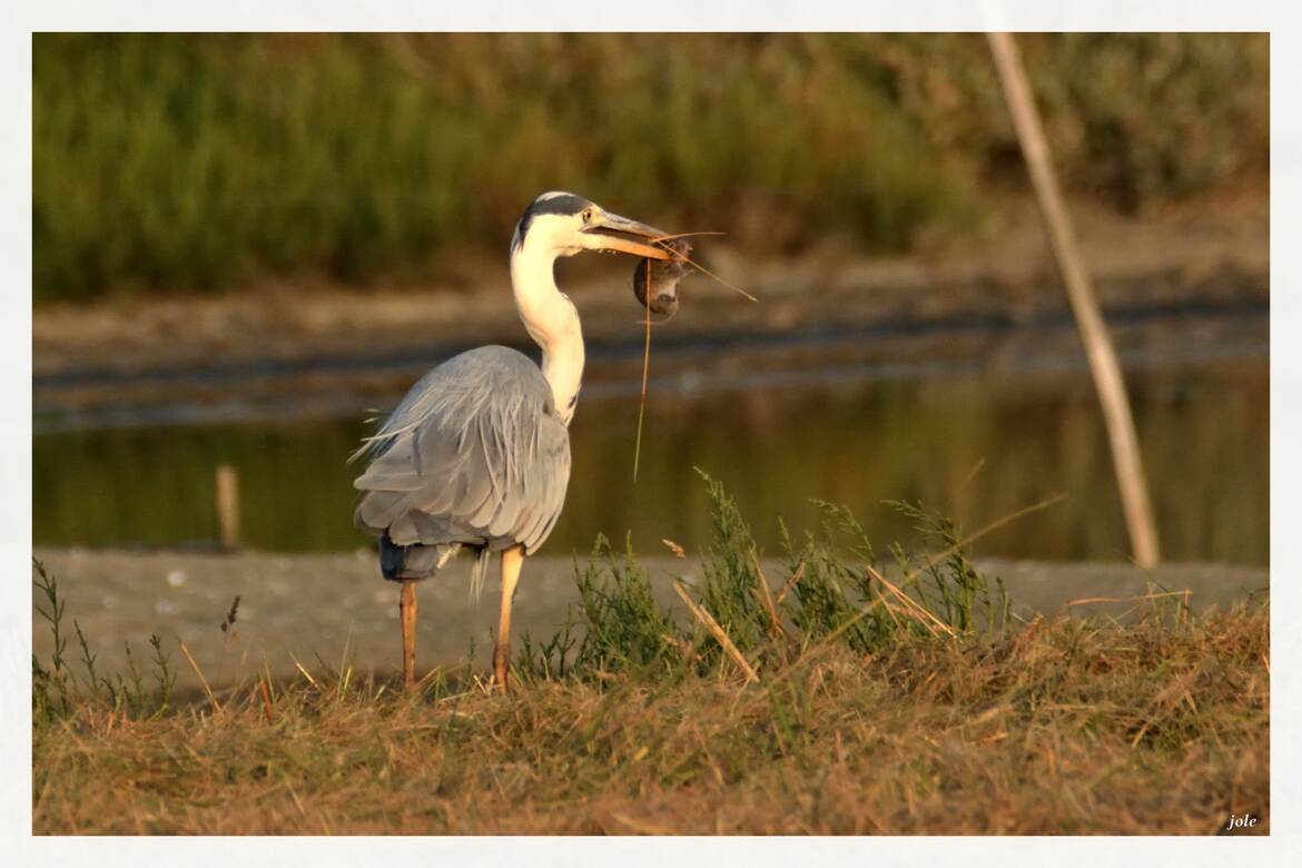 Le héron et sa proie
