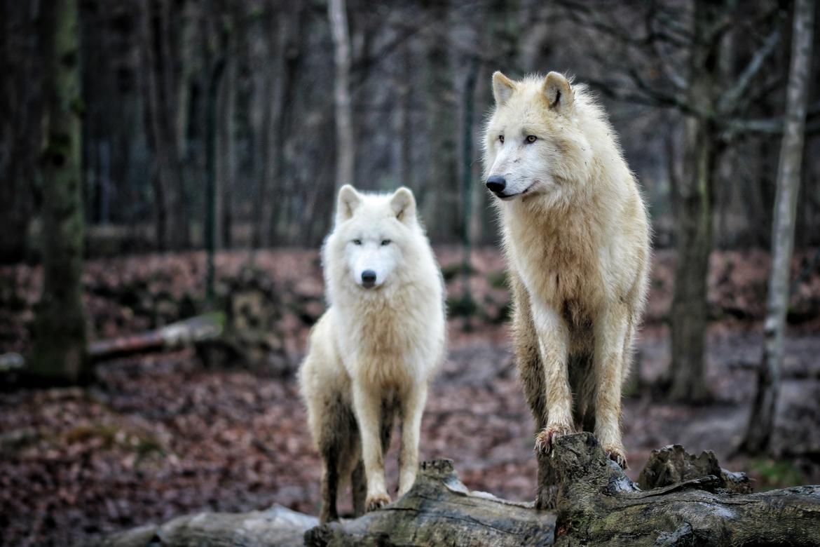 Loups blancs