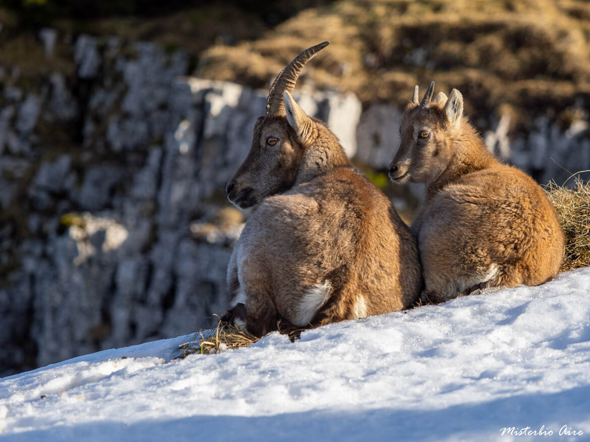 Sur les hauteurs des falaises du Creux du Van