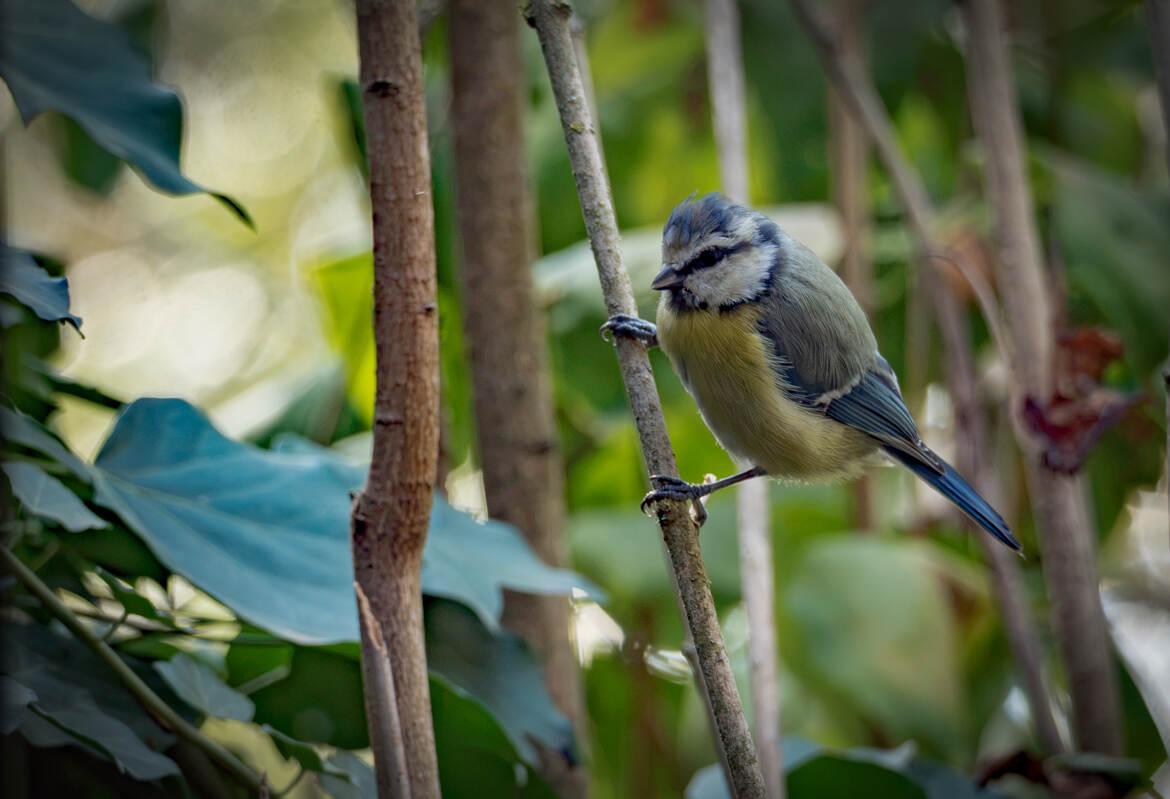 Mésange