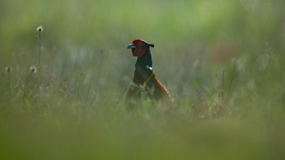 Dans les hautes herbes
