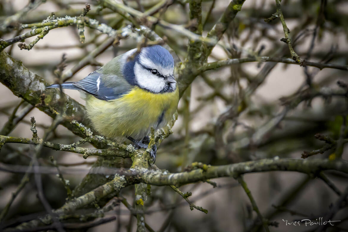 Mésange bleu II