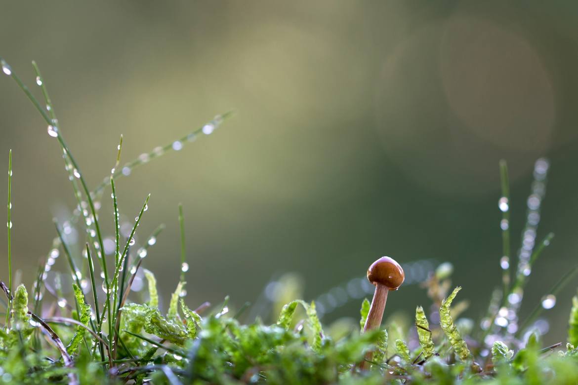 minuscule champignon