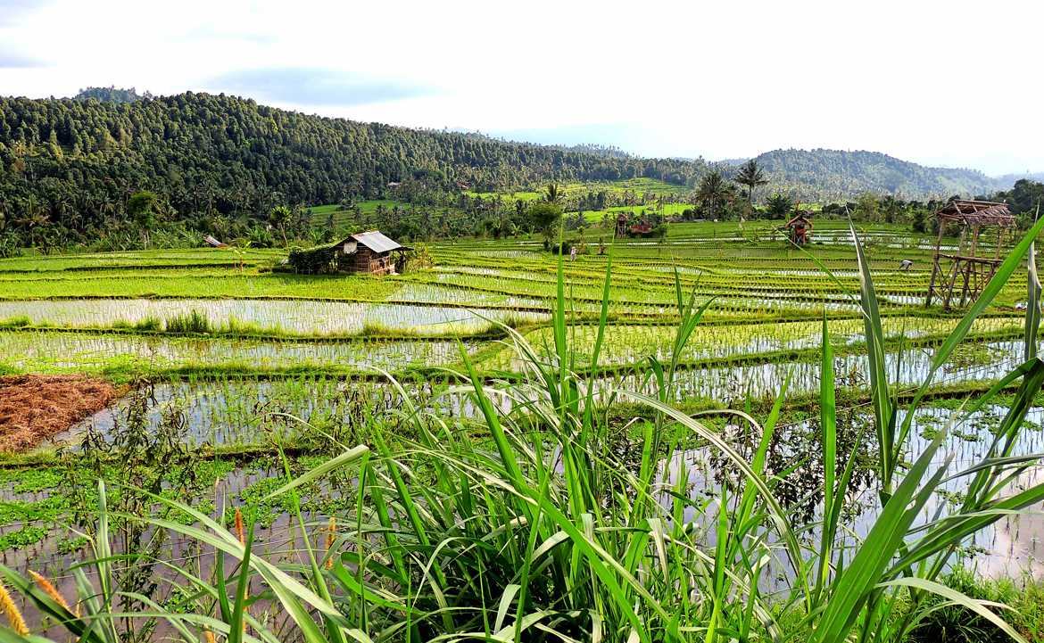 Concours Photo - Vert - rizières Munduk Bali par nathana