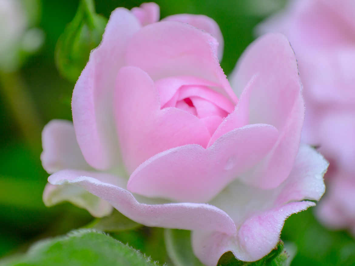 rose polyantha