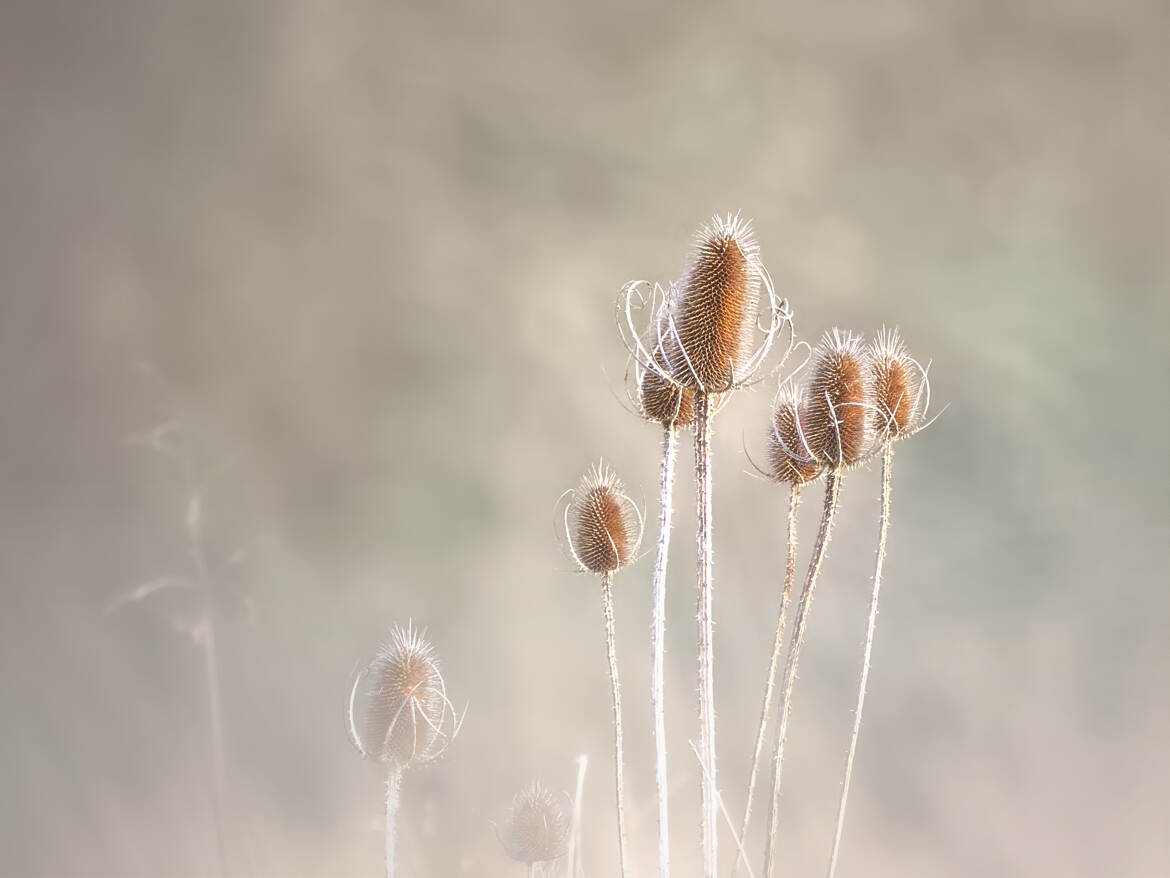 Cadère en apesanteur