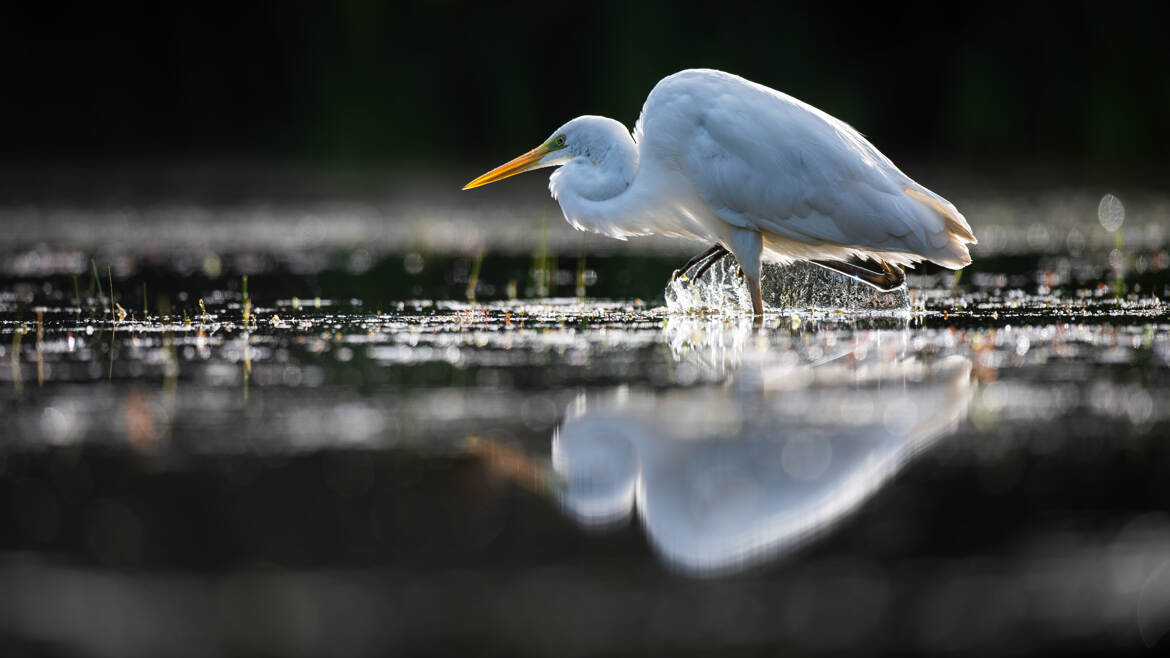 La dame blanche est en chasse