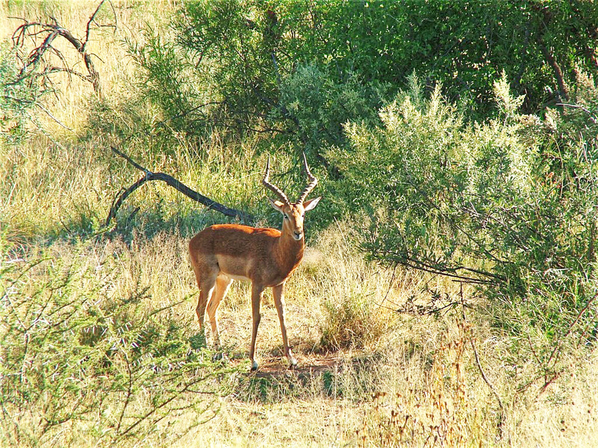 Antilope surprise