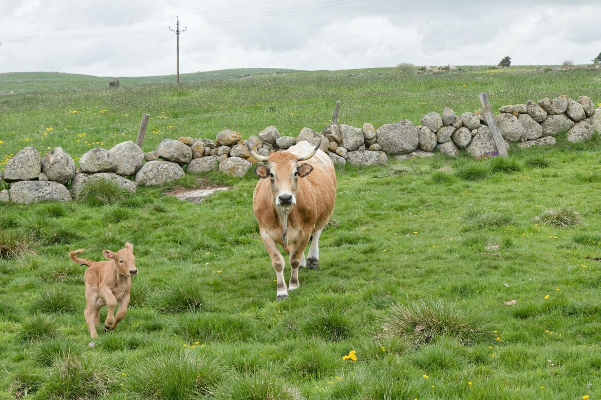Aubrac