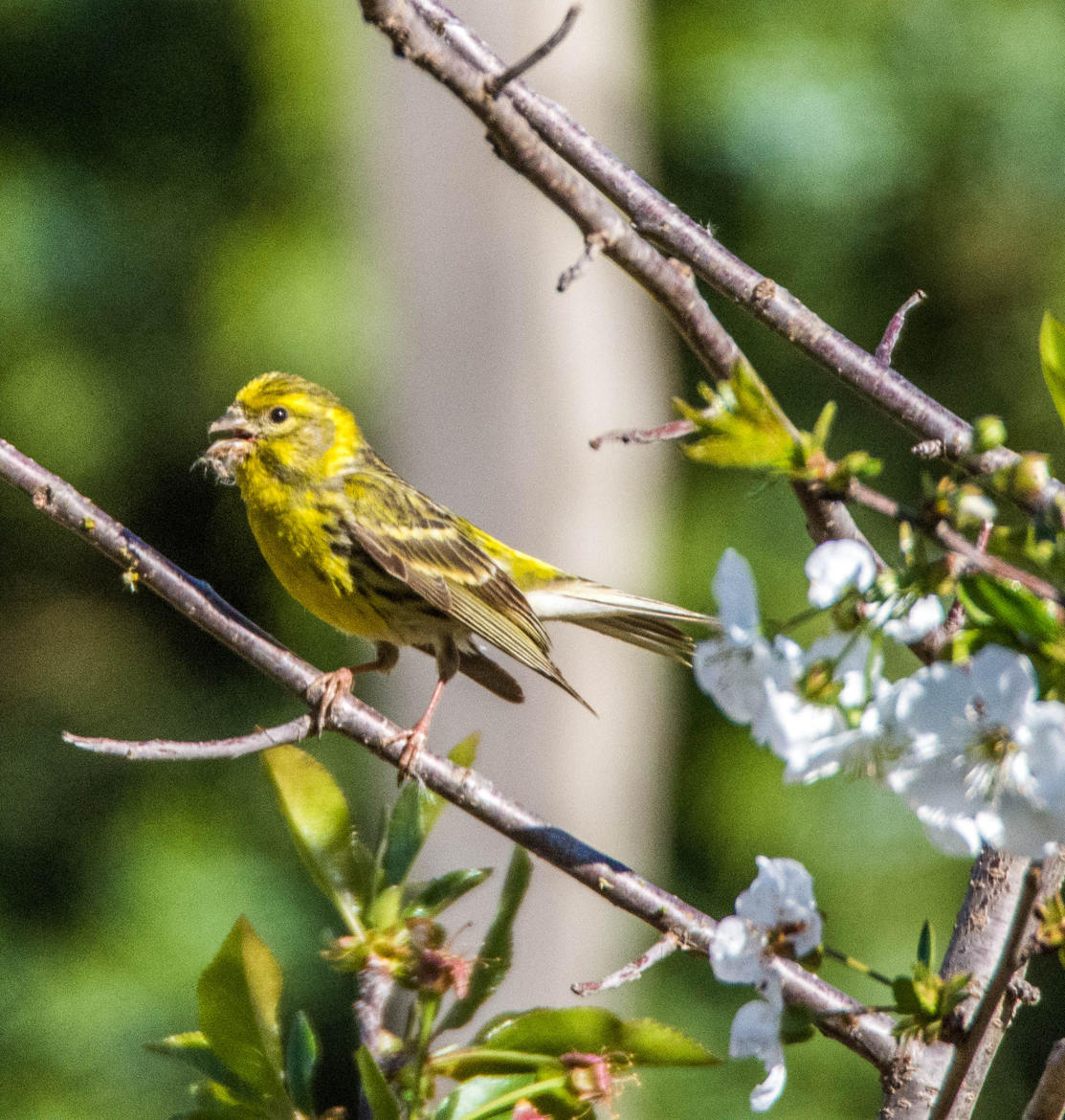 SERIN CINI