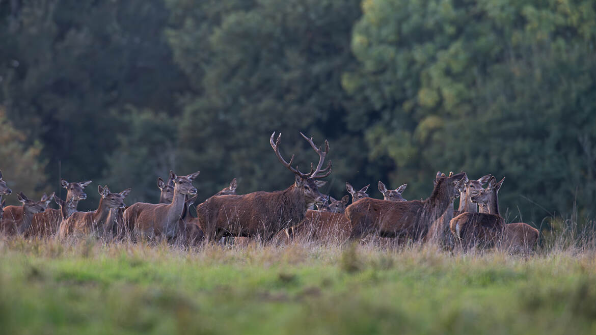 Une harde de biche à satisfaire