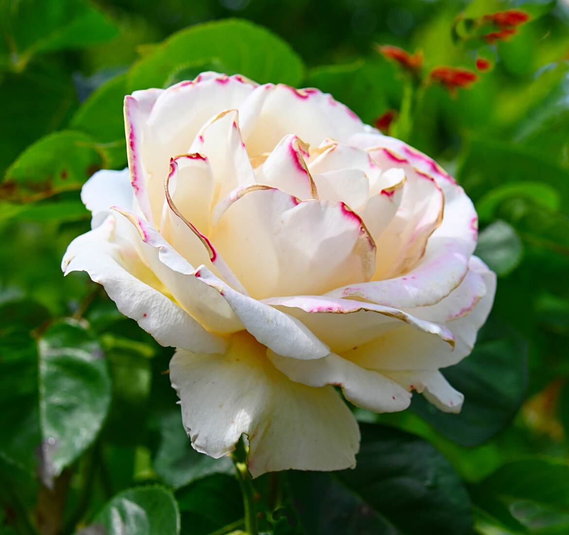 Rose ourlée de rose foncé