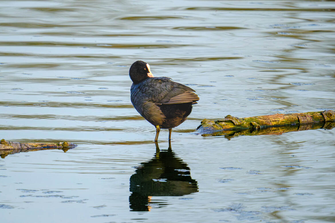 Elle surveille ses arrières.
